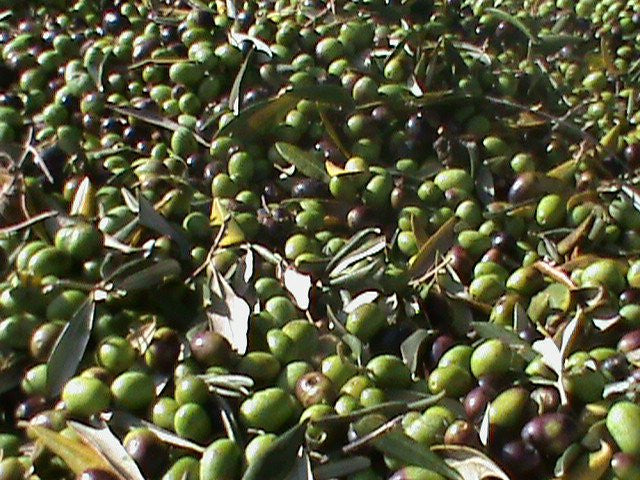 Our family's olive oil!