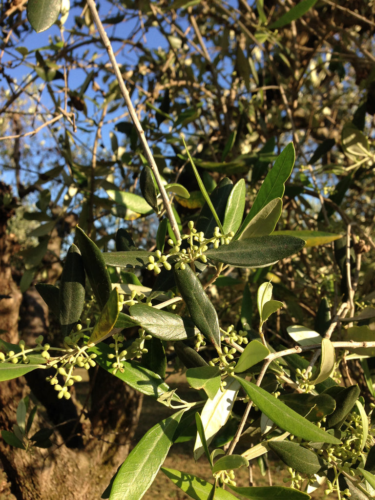 Olives in May