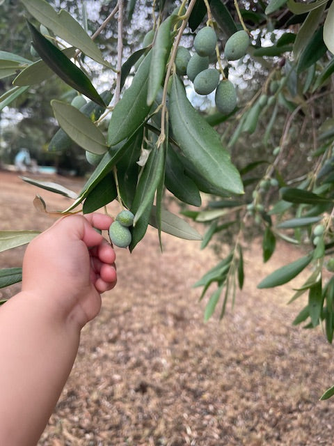 Child hand reaching out for young olives