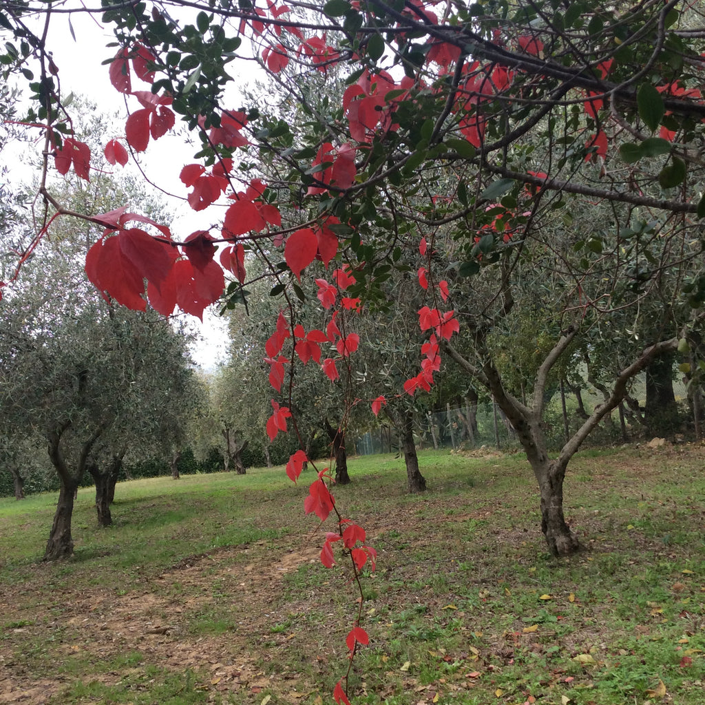 Autumn at the Grove