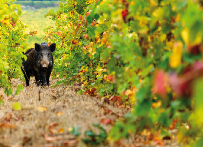 The price of living amongst wildlife